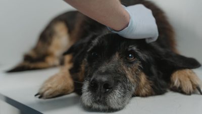 Haryana launches state's first dialysis facility for dogs in Hisar