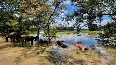 Assam flood: Over 4.4 lakh people affected in six districts, toll remains at 68