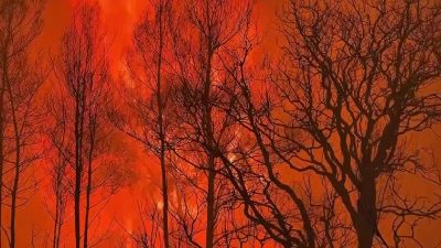Over four million hectares of protected tropical forests destroyed by wildfires since 2001