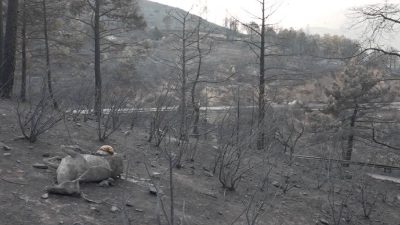 Wildlife suffers and dies as wildfire burns near Madrid and Bordeaux
