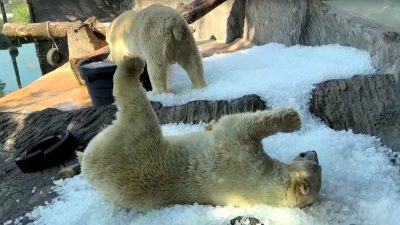 Prague Zoo uses ice to help animals beat Europe heatwave