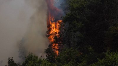 Netherlands faces rare wildfire amid scorching heat