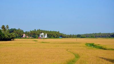 Kerala seeks ₹110 crore Union aid as crop losses reach  ₹99.29 crore