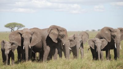 16 Elephants found dead in Kenya: Farmers dispute cyanide poisoning claims