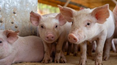 African swine fever detected at pig breeding unit in Kerala's Thrissur