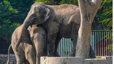 Supreme Court directs mandatory health checkups, proper care for captive elephants