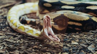 Maharashtra makes snakebite a notifiable disease; reporting of cases now mandatory