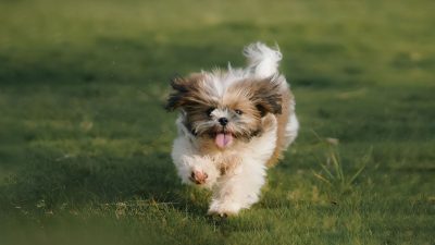 Dogs' brains may segment human speech into words like humans