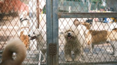 PETA India urges Union Government to withdraw draft rules on animal experimentation
