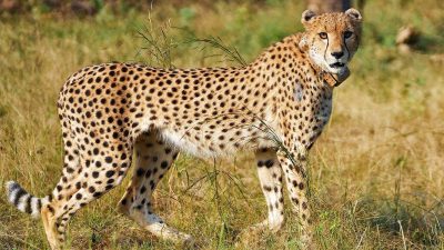 Madhya Pradesh: Cheetah cub found injured in Morena; shifted to Kuno National Park