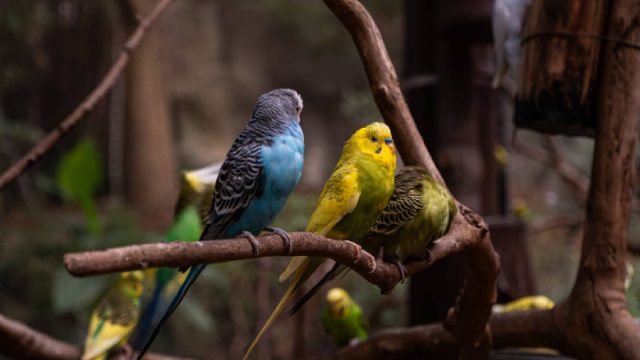 Delhi rescues 54 parakeets and 49 turtles, tortoises from pet shop
