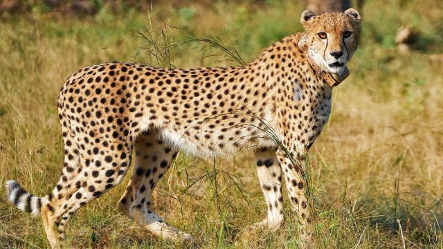 Madhya Pradesh: Cheetah cub found injured in Morena; shifted to Kuno National Park